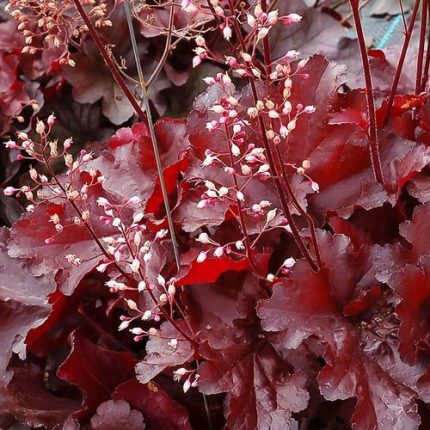 Heuchera Forever Red