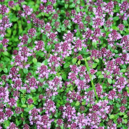 Thymus 'Purple Carpet' Creeping Thyme