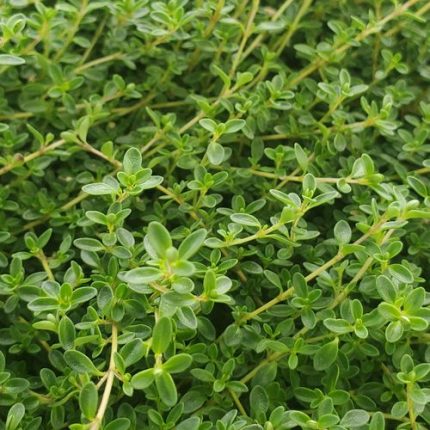 Thymus 'Purple Carpet' Creeping Thyme