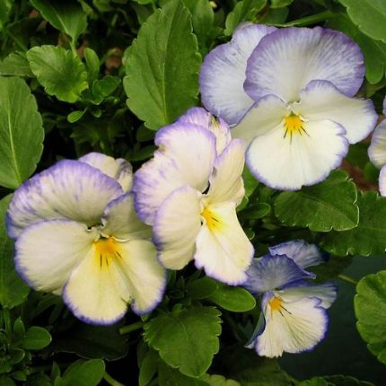 Viola Celestial Blue Moon