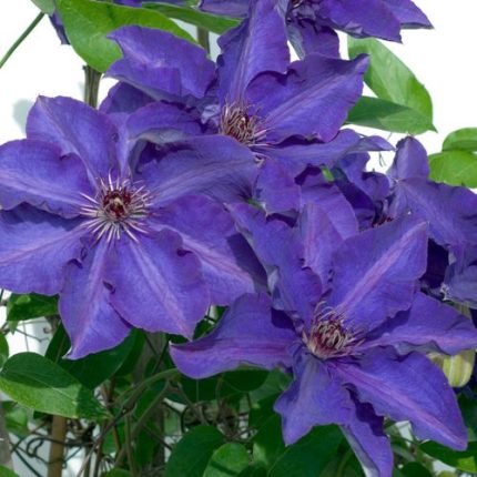 Clematis 'The President'