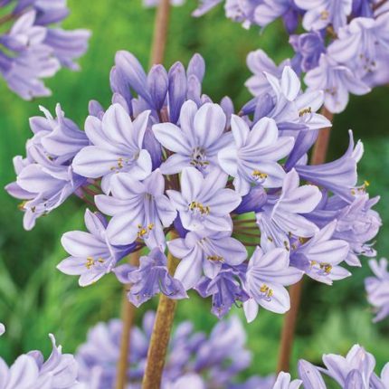 Agapanthus 'Valencia' Lily of the Nile