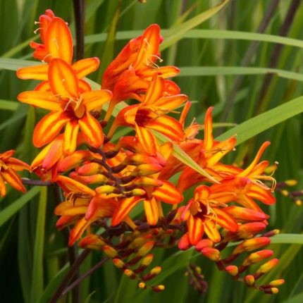 Crocosmia 'Firestarter' Falling Stars