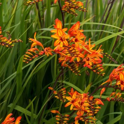 Crocosmia 'Firestarter' Falling Stars