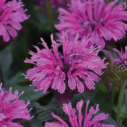 Monarda Upscale 'Lavender Taffeta' Bee Balm