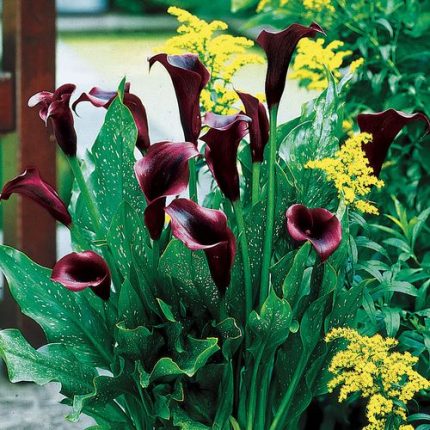 Zantedeschia 'Schwarzwalder' Calla Lily Bulb