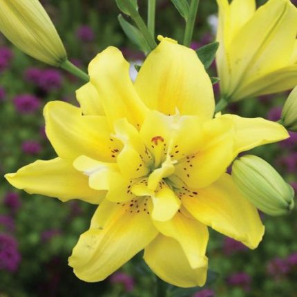 Lilium 'Fata Morgana' Asiatic Lily Bulbs