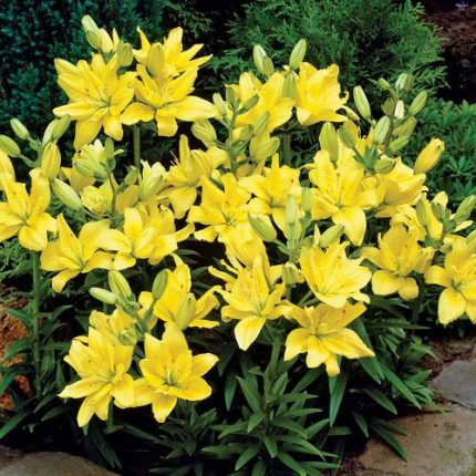 Lilium 'Fata Morgana' Asiatic Lily Bulbs