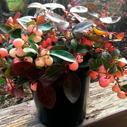 Gaultheria Winter Fiesta Wintergreen