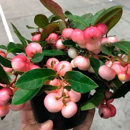 Gaultheria Winter Fiesta Wintergreen