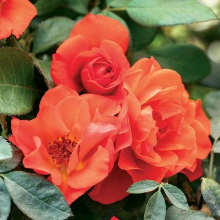 Mandarin Sunset 24-Inch Patio Tree Rose