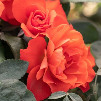 Mandarin Sunset 24-Inch Patio Tree Rose