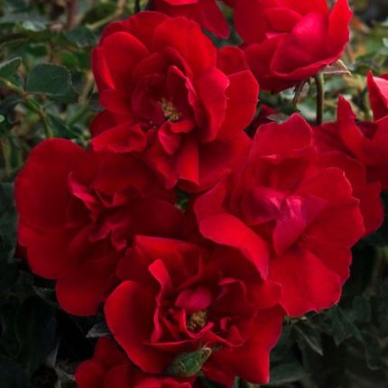 Brick House Floribunda Rose