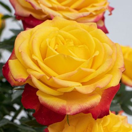 Rainbow Sunblaze Miniature Rose