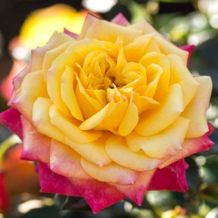 Rainbow Sunblaze Miniature Rose