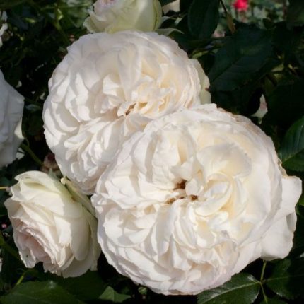 White Eden Climber Climbing Rose