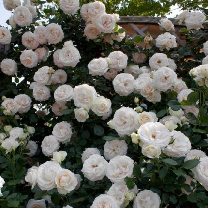 White Eden Climber Climbing Rose