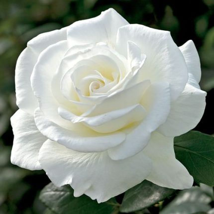 Sugar Moon 24-Inch Tree Rose