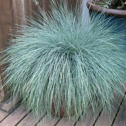 Festuca Beyond Blue Ornamental Fescue