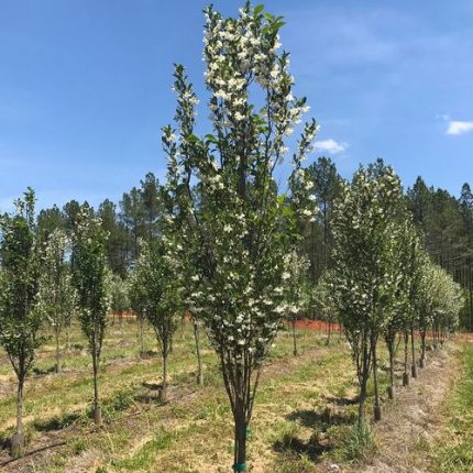 Styrax APrystine Spire Japanese Snowbell