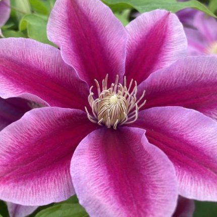 Clematis Boulevard Poseidon™