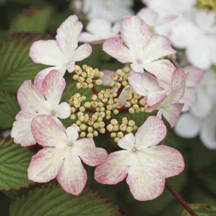 Viburnum Kilamandjaro Sunrise Snowball Bush