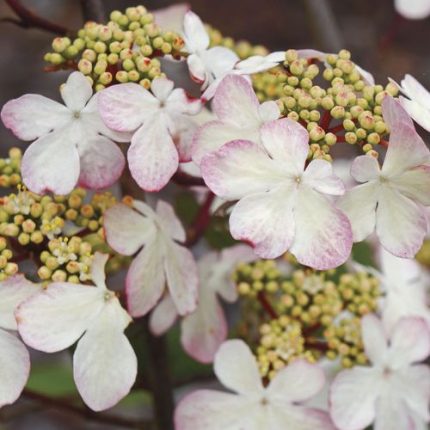 Viburnum Kilamandjaro Sunrise Snowball Bush