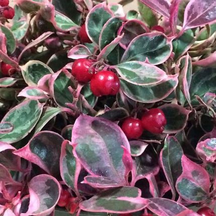 Gaultheria Winter Splash Wintergreen