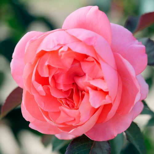 English Coral 24-Inch Tree Rose