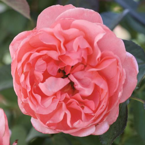 English Coral 24-Inch Tree Rose