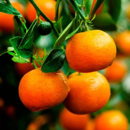 Citrus Clementine Mandarin Tree