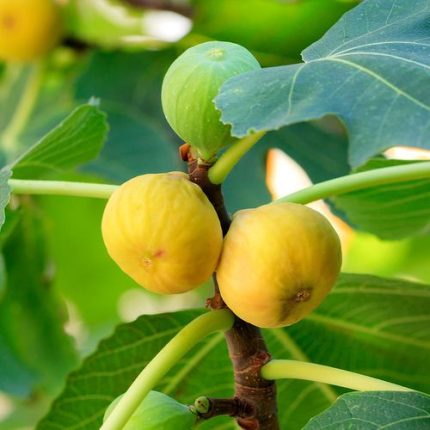 Ficus 'Desert King' Fig