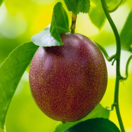 Passiflora 'Nancy Garrison' Passion Fruit