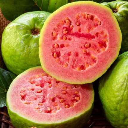 Psidium 'Tropical Pink' Guava