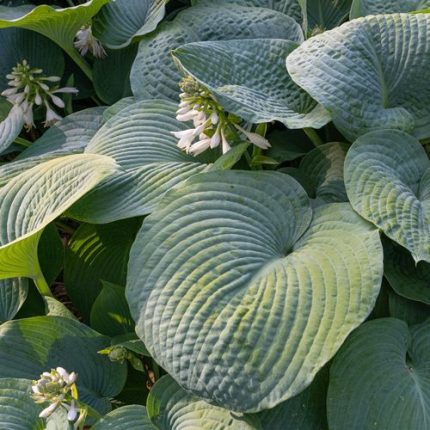 Hosta 'Elegans' Plantain Lily