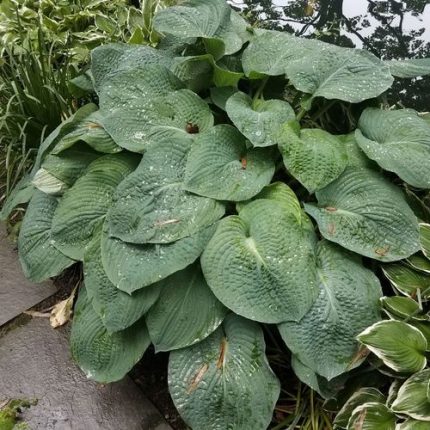 Hosta 'Elegans' Plantain Lily