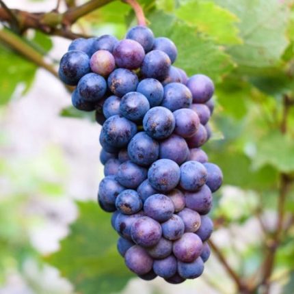 Vitis 'Concord' Blue Seedless Grape