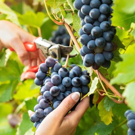Vitis 'Concord' Blue Seedless Grape