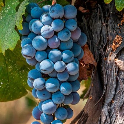 Vitis 'Frontenac' Blue Grape