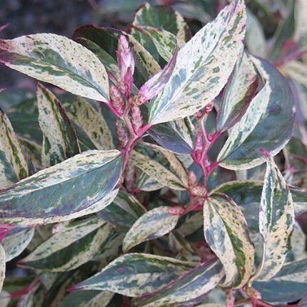 Leucothoe 'Rainbow' Box Honeysuckle