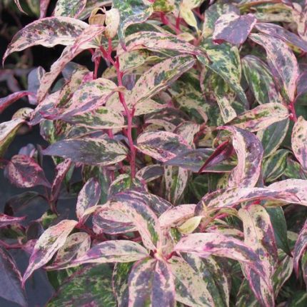 Leucothoe 'Rainbow' Box Honeysuckle