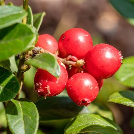 Vaccinium Koralle Lingonberry