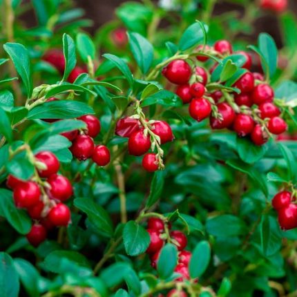 Vaccinium Koralle Lingonberry