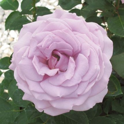 Koko Loko Floribunda Rose