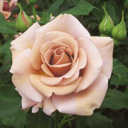 Koko Loko Floribunda Rose