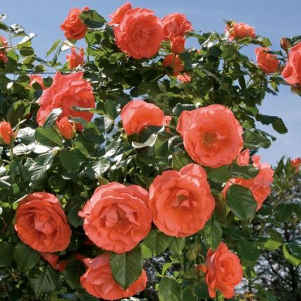 Marmalade Skies Floribunda Rose