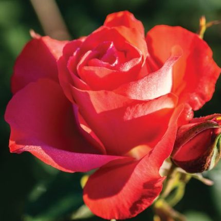 Marmalade Skies Floribunda Rose