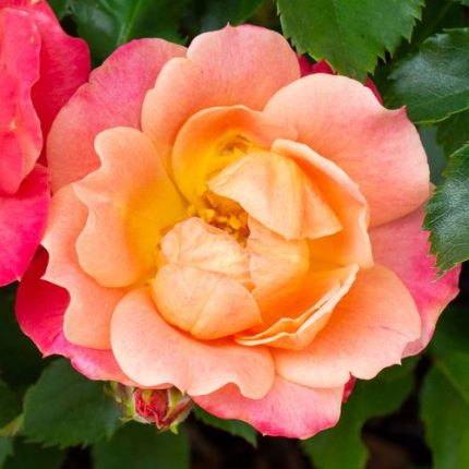 Peach Sunblaze Miniature Rose