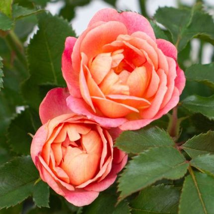 Peach Sunblaze Miniature Rose