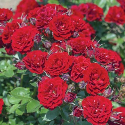 Red Sunblaze Miniature Roses